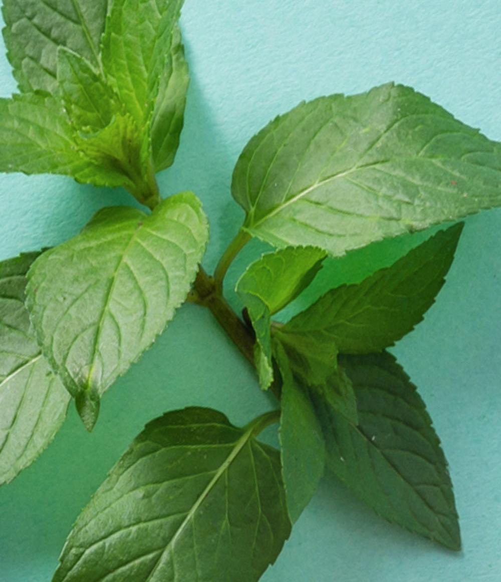 Sweet Mint 2-Pack Lip Balm